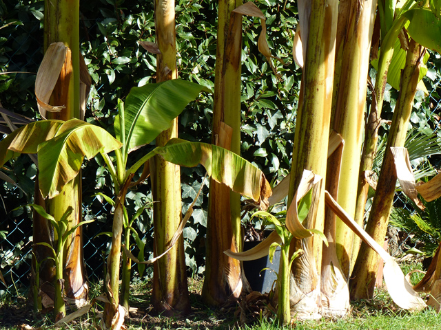 P1050893fh.jpg