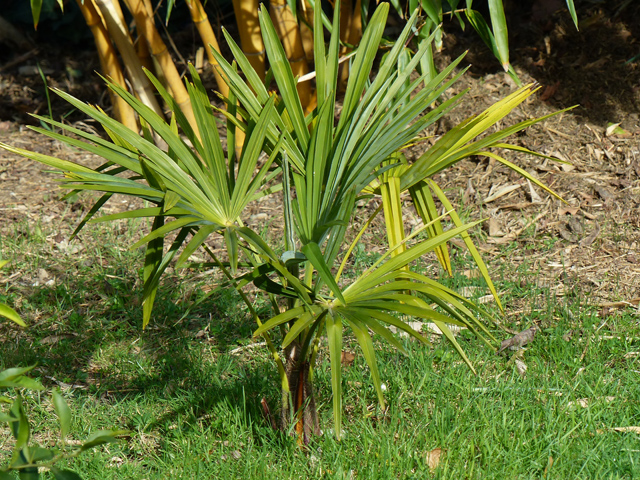 P1050894fh.jpg