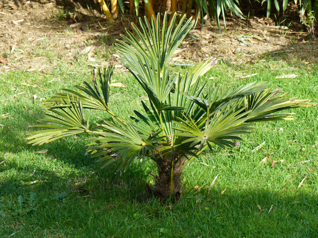 P1050895fh.jpg