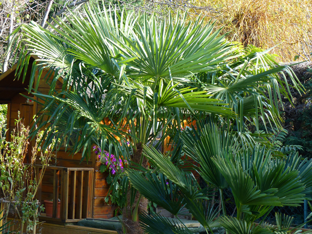 P1050898fh.jpg