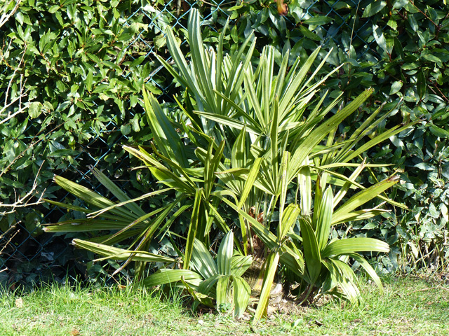 P1050901fh.jpg