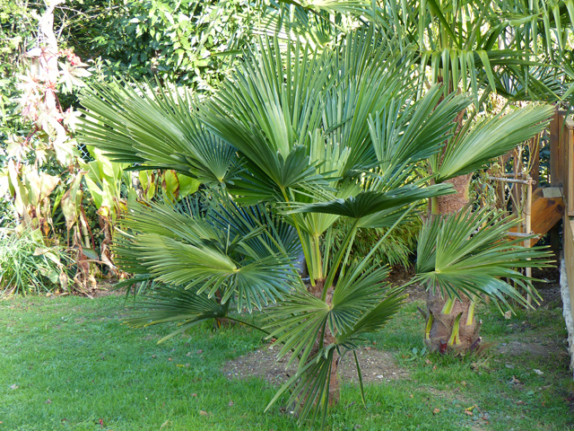 P1050903fh.jpg