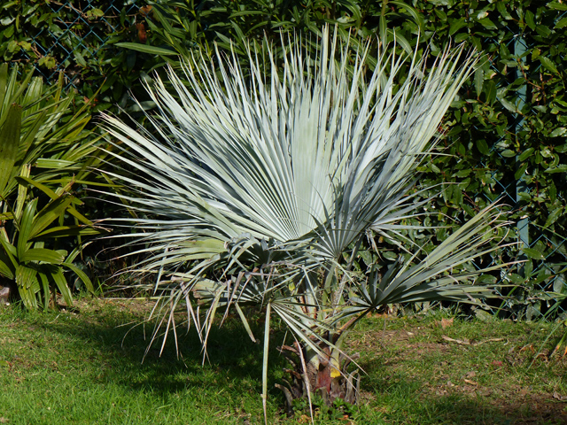 P1050904fh.jpg
