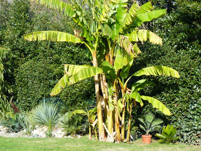 P1050905fh.jpg