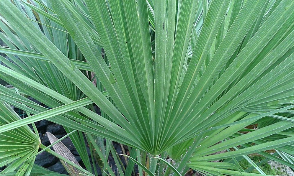 Vendu pour un humilis le blanc sous la feuille est beaucoup moins prononcé