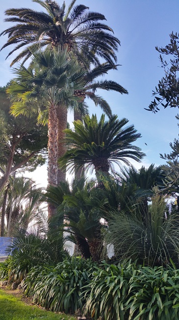 Cannes 6.jpg