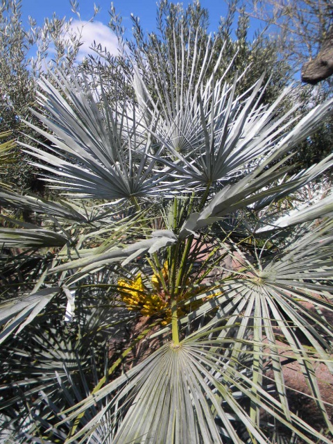 Chamaerops cerifera.jpg