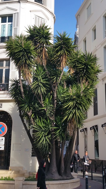 Cannes 14.jpg