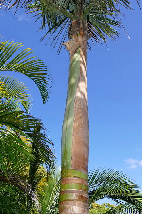 Archontophoenix alexandrae 09.JPG