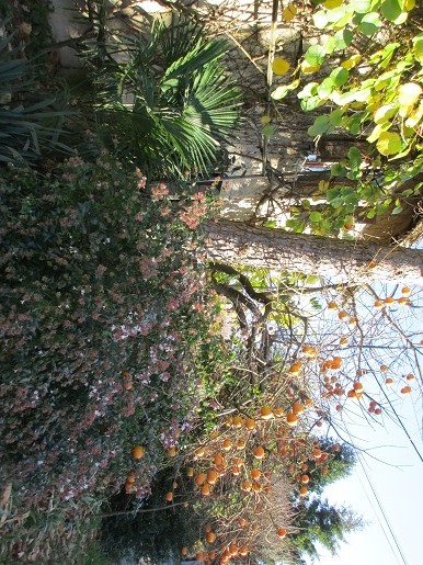 Kaki et kiwi mûrs avec trachy,abelia,au pied de pinus pinea adulte (-25 en 2012!)