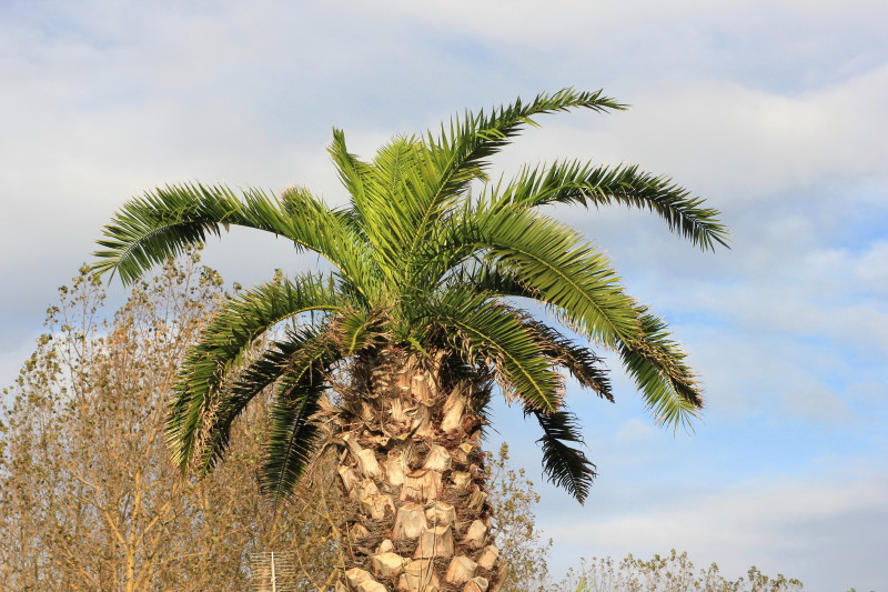 Phoenix canariensis 20121104_9032_1_1.JPG