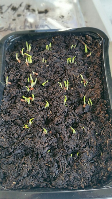Hedychium semis 6 dec 2015.jpg