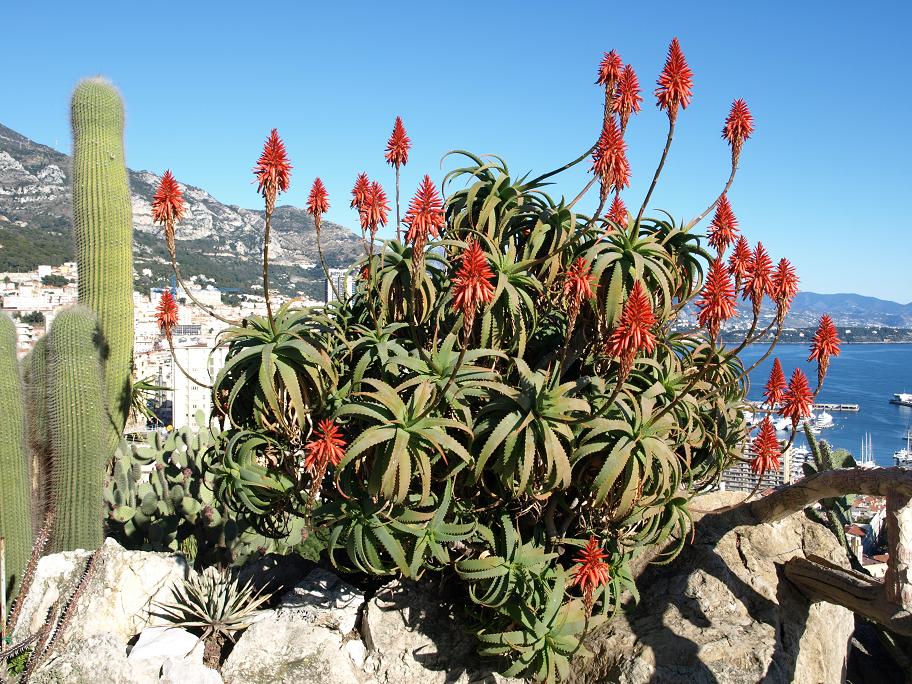 aloe-sp..JPG