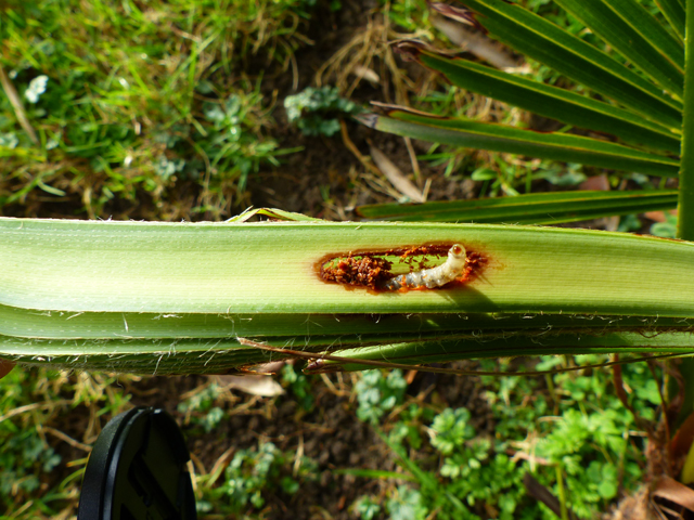 P1050944fh.jpg