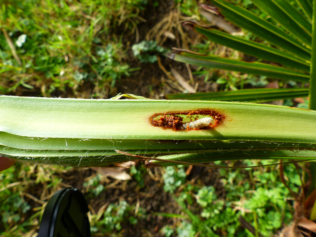 P1050945fh.jpg