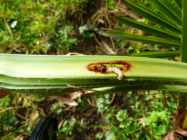 P1050946fh.jpg
