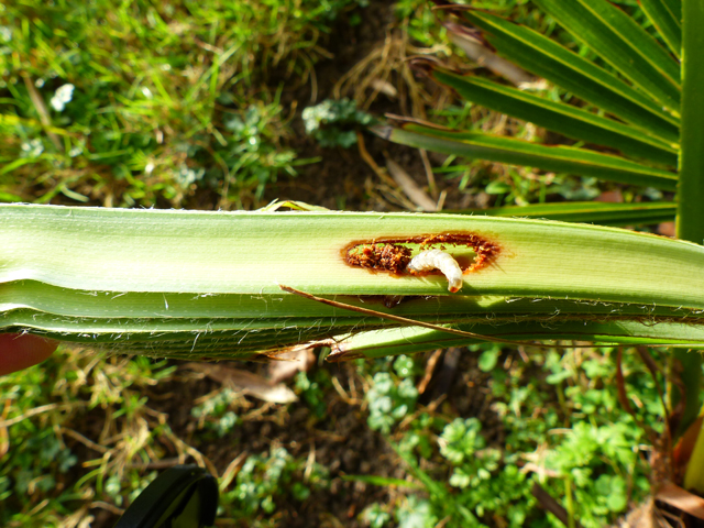 P1050947fh.jpg