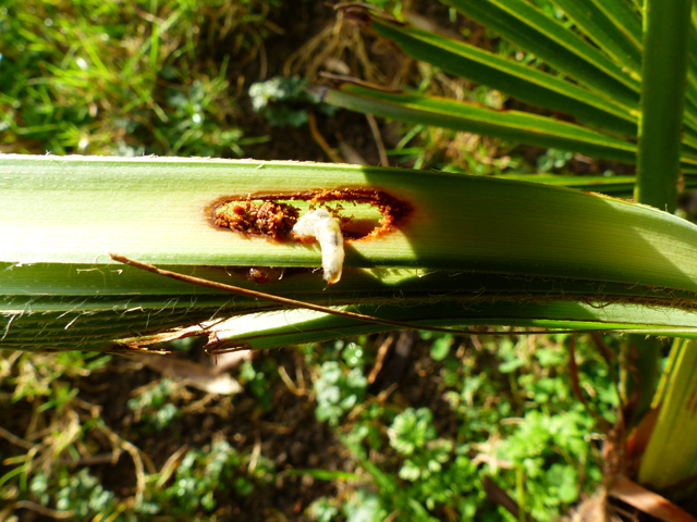 P1050948fh.jpg