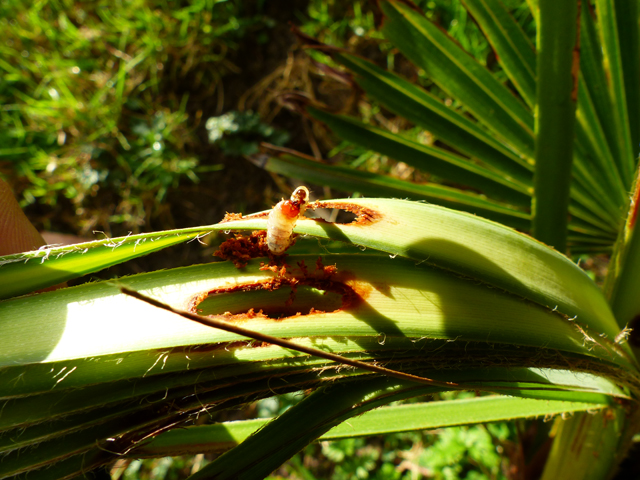 P1050951fh.jpg