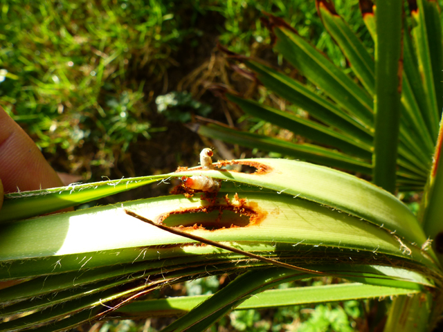 P1050953fh.jpg
