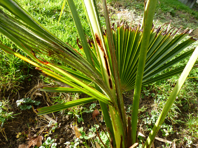 P1050955fh.jpg