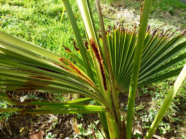 P1050956fh.jpg