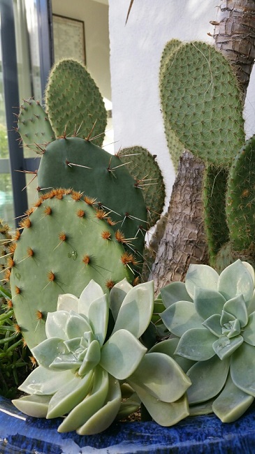 Jardin 9122015 2.jpg