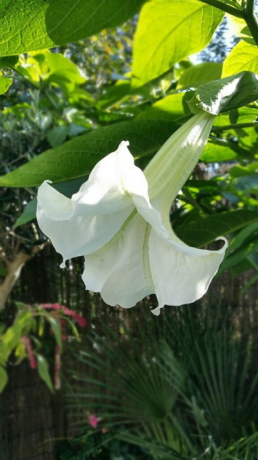 jardin 9122015 7.jpg
