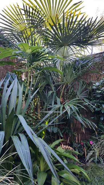 jardin 9122015 9.jpg