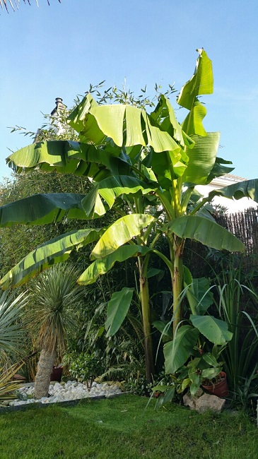 jardin 9122015 11.jpg
