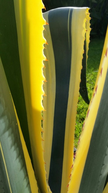 Jardin 9122015.jpg