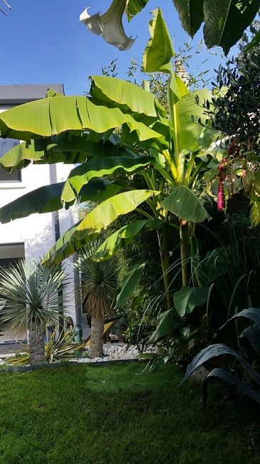 jardin 9122015 5.jpg