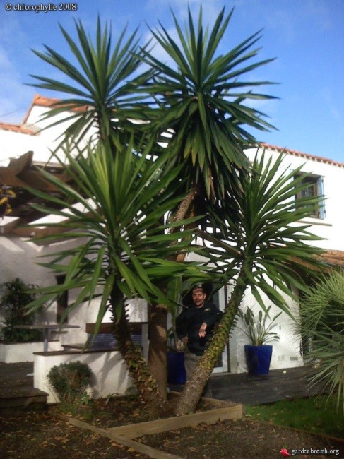 Yucca elephantipes giant.jpg