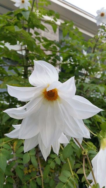 Jardin des plantes 12 2015 5.jpg