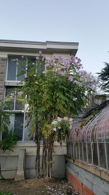 Jardin des plantes 12 2015 7.jpg