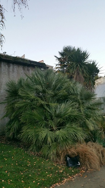 Jardin des plantes 12 2015.jpg