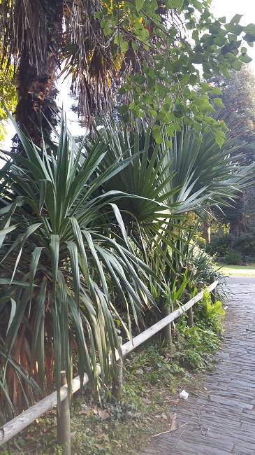 Jardin des plantes 12 2015 16.jpg