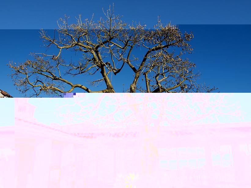 Chorisia-small.JPG