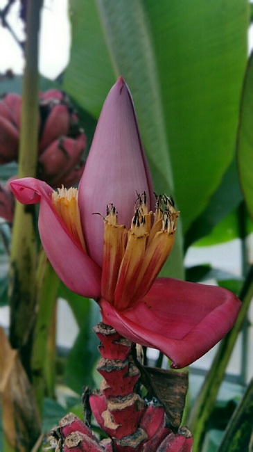 Serre Jardin des plantes 12 2015 10.jpg