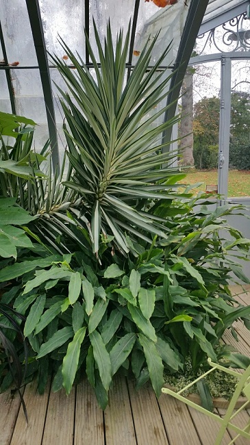 Serre froide jardin des Plantes nov 2015.jpg