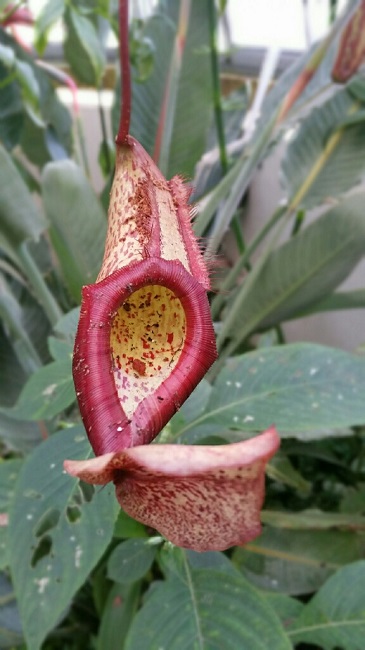 Serre Jardin des plantes 12 2015 13.jpg