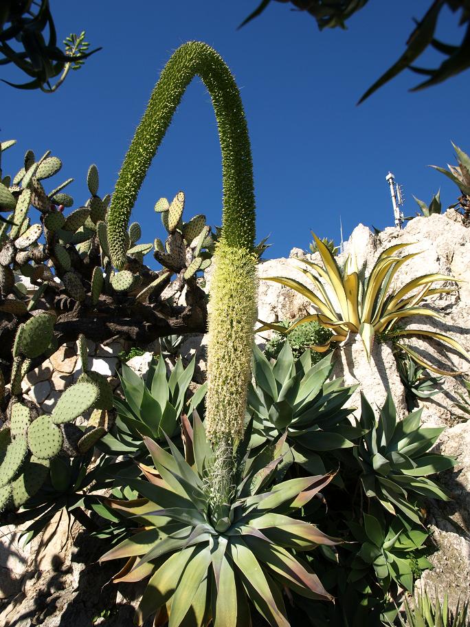 attenuata-small.JPG