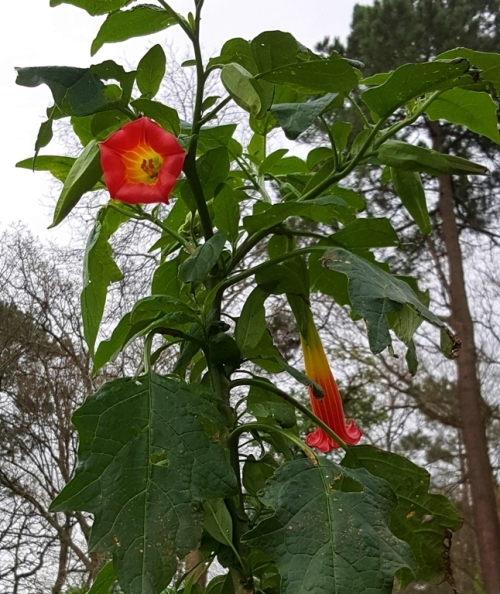 tempo4datura.jpg