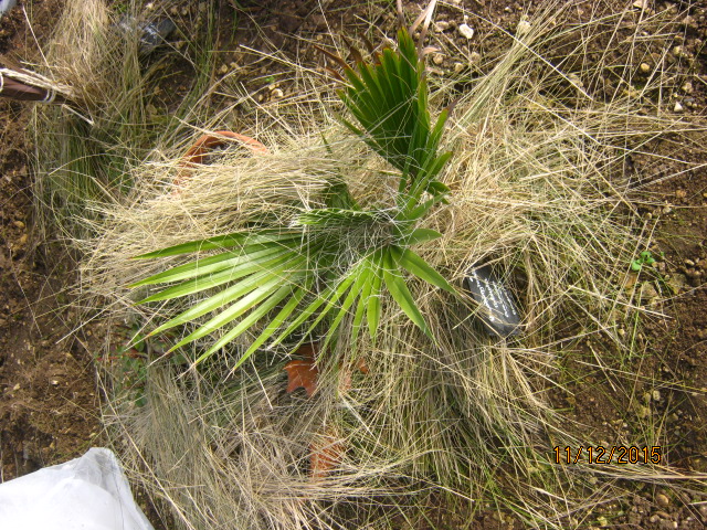 jeune washingtonia robusta