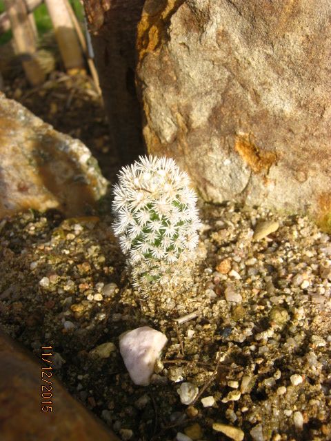 mammilaria gracilis.JPG