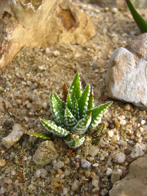 haworthia fasciata'BigBang'.JPG