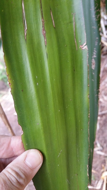 yucca Cannes 4.jpg