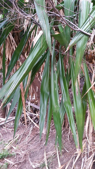 yucca Cannes 3.jpg
