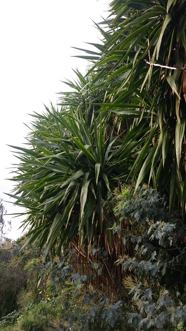 yucca Cannes 6.jpg