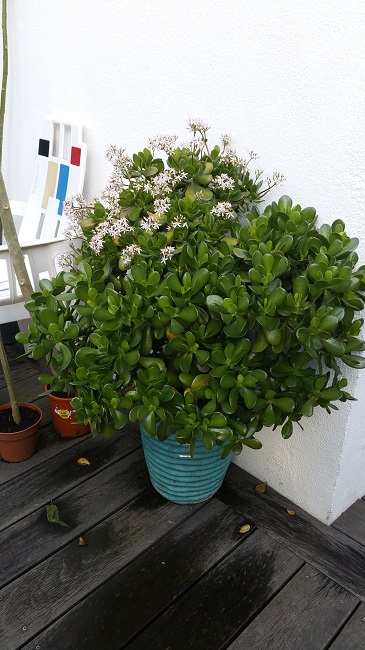 Crassula ovata 04012016.jpg